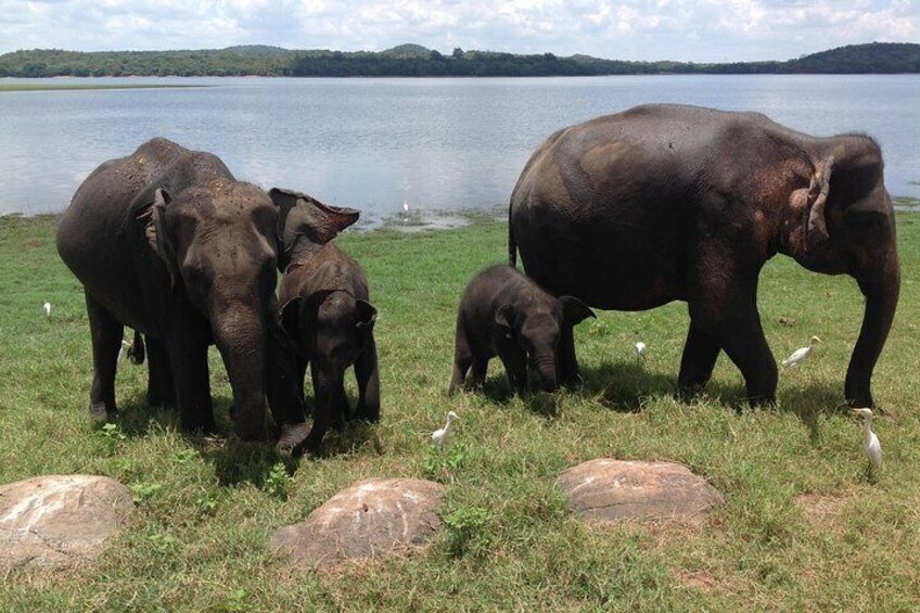 Minneriya national park safari 