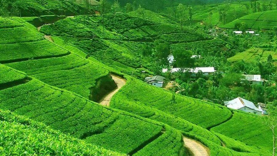 nuwara eliya