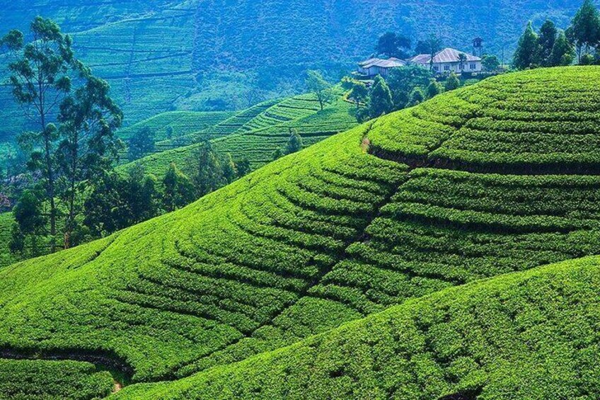 tea estate