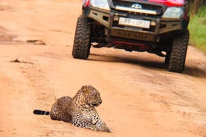 Day Excursion from Colombo to Yala Safari (Leopard Safari Tour)