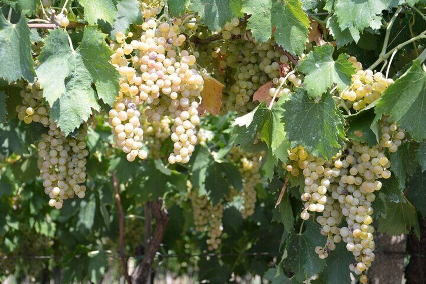 Garganega grapes