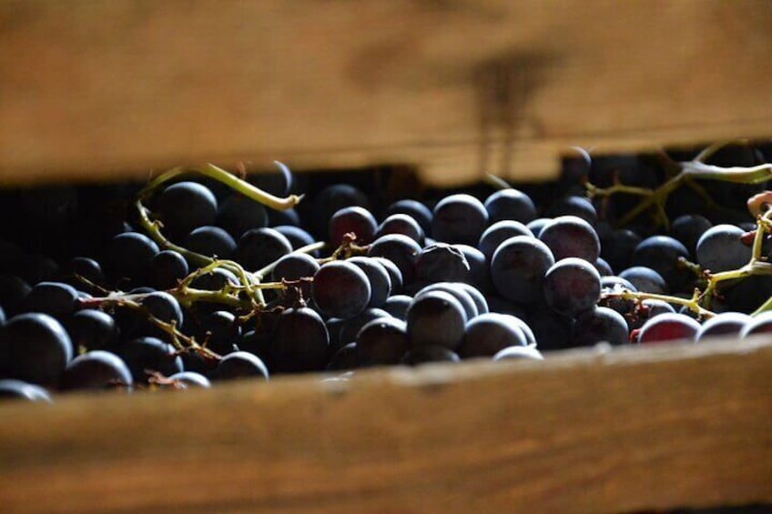Drying of Valpolicella grapes