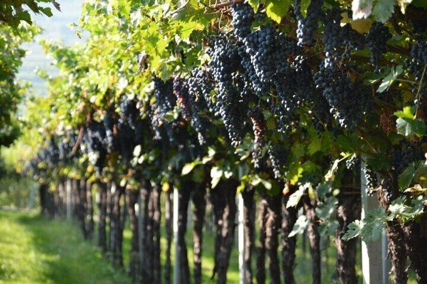 A vineyard in Valpolicella