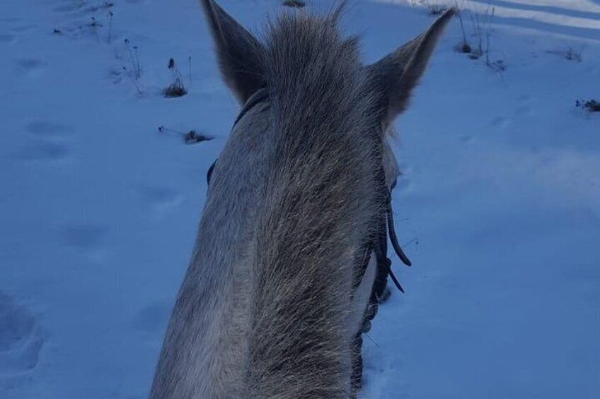 Private Horse Riding in Rhodope Mountains from Plovdiv