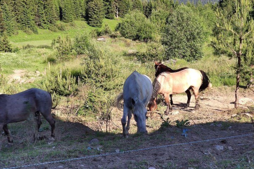 Private 2-Day Horseback Riding in Rhodope Mountains from Plovdiv