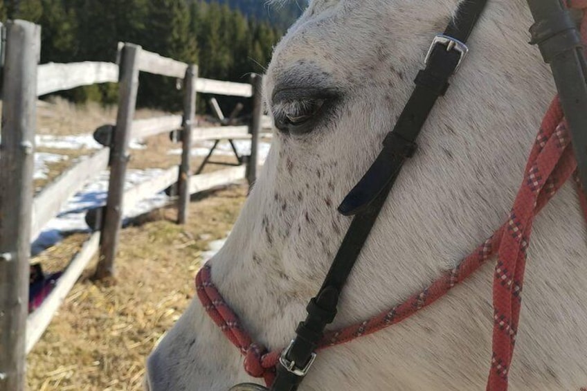 The Ultimate Private Balkan Horse Riding Experience