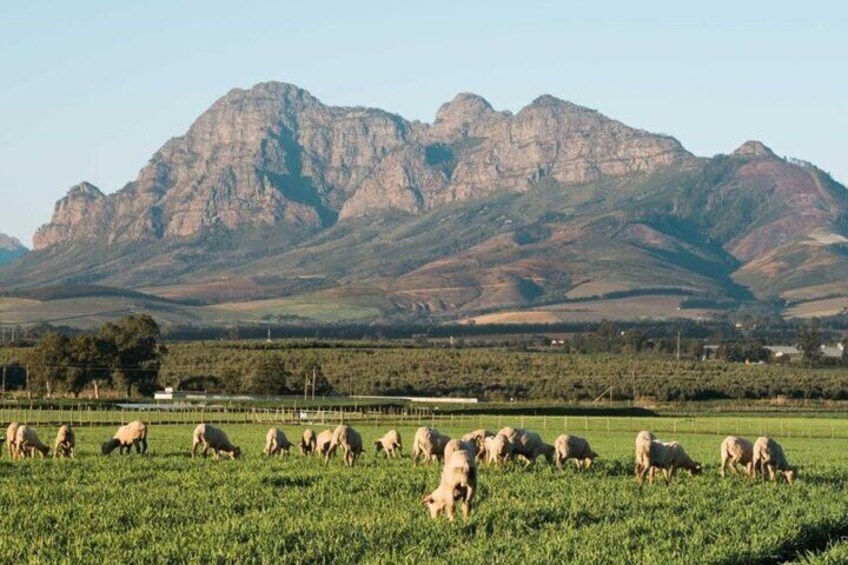 Stellenbosch, Franschhoek and Paarl: Full Day Wine Tour