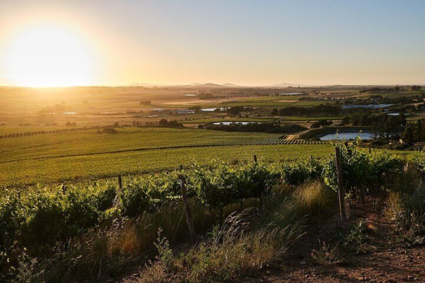 Stellenbosch: Half Day Wine Tour