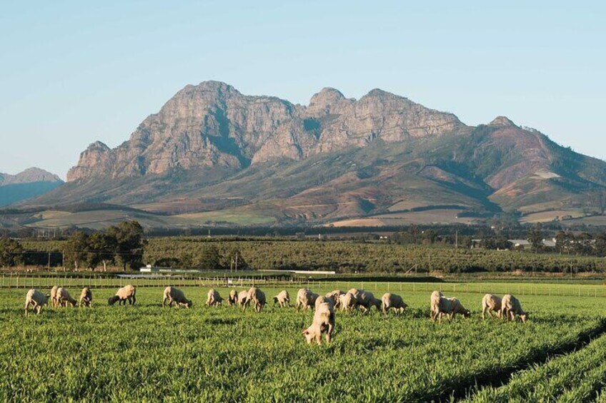 Stellenbosch: Half Day Wine Tour