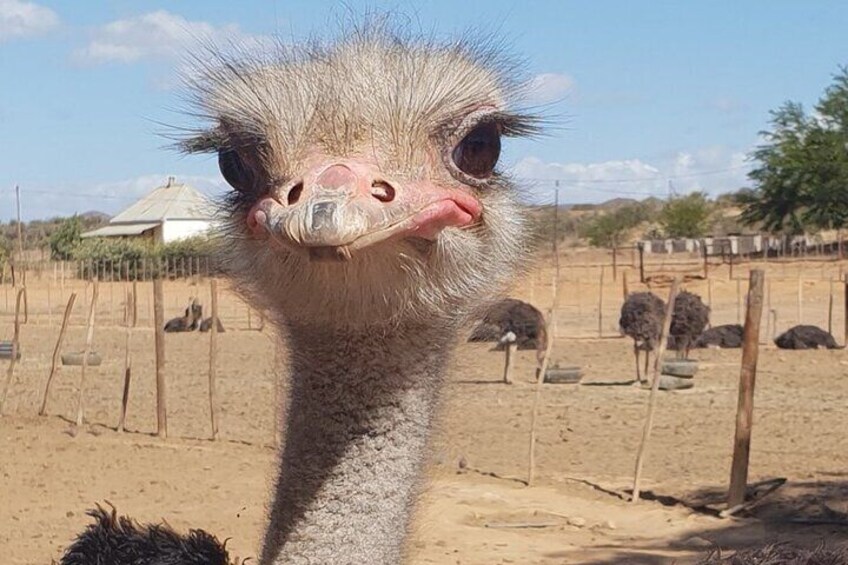 Skip the Line: Highgate Ostrich Farm Tour Ticket