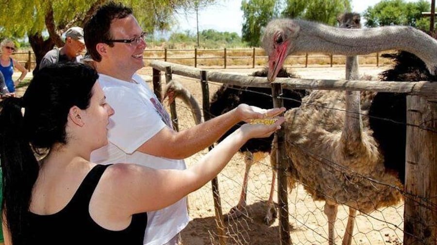 Feed an Ostrich by Hand!