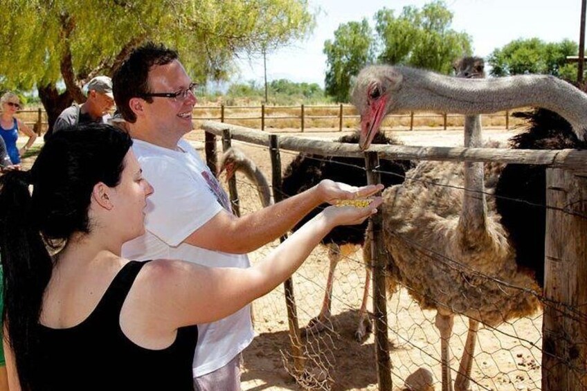 Feed an Ostrich by Hand!