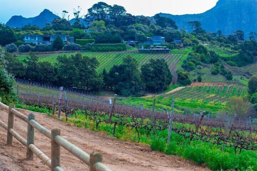 Stellenbosch and Franschhoek Winelands tour