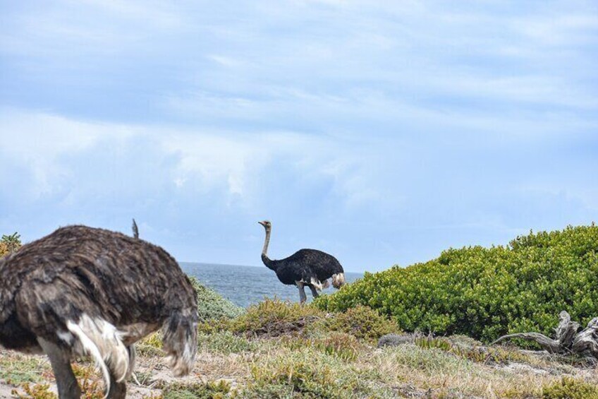 Cape of Good Hope and Penguins Full-Day Tour From Cape Town