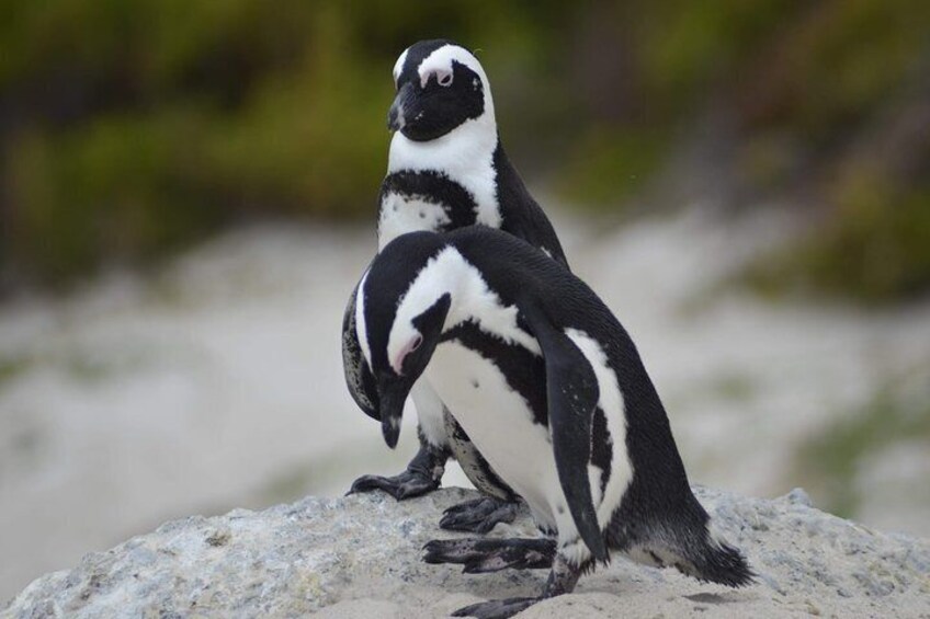 Cape of Good Hope and Penguins Full-Day Tour From Cape Town