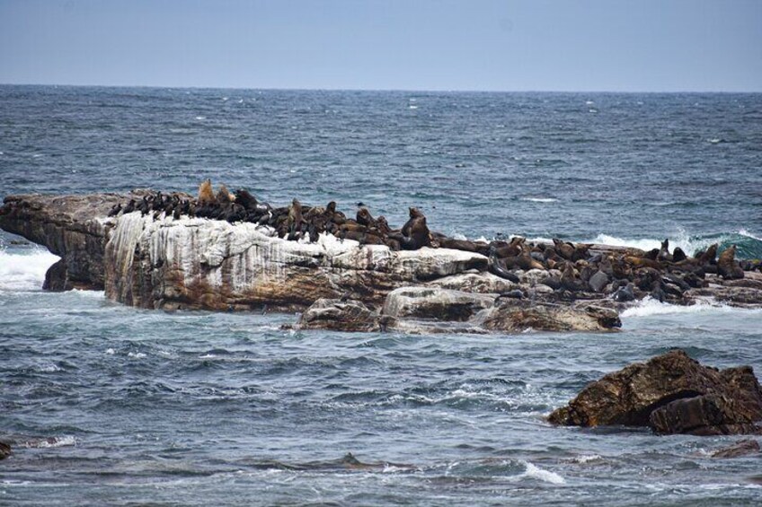 Private Sightseeing Trip to the Cape of Good Hope and Boulders Penguin Colony