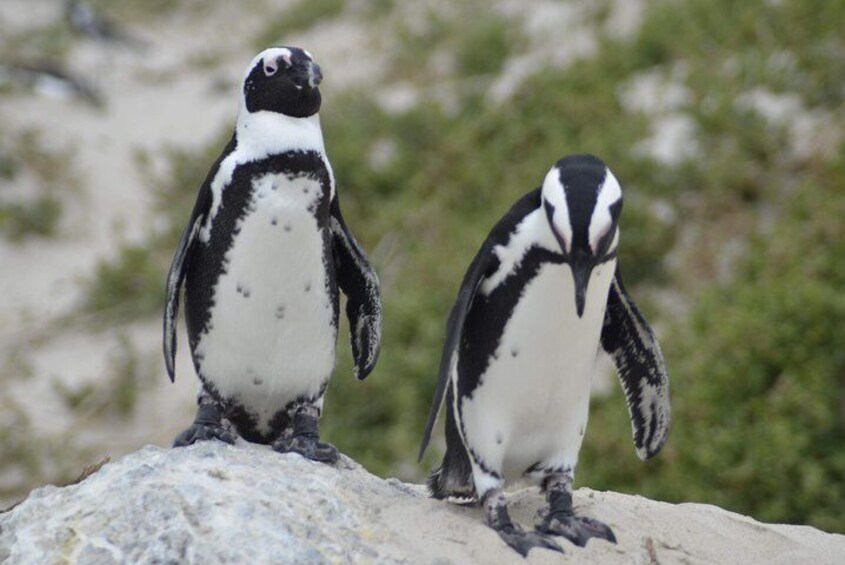 Private Sightseeing Trip to the Cape of Good Hope and Boulders Penguin Colony