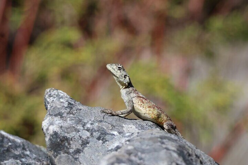 Private Tour: Cape of Good Hope & Boulders Beach Penguin Colony