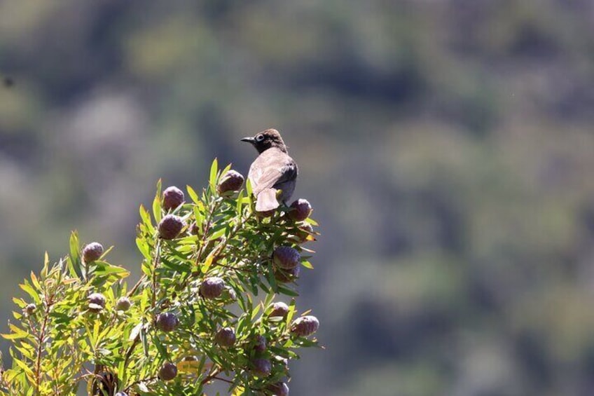 Private Tour: Cape of Good Hope & Boulders Beach Penguin Colony