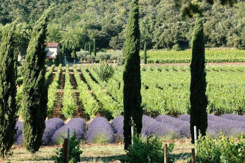 Private eight hour tour to Aix en Provence and wine tasting