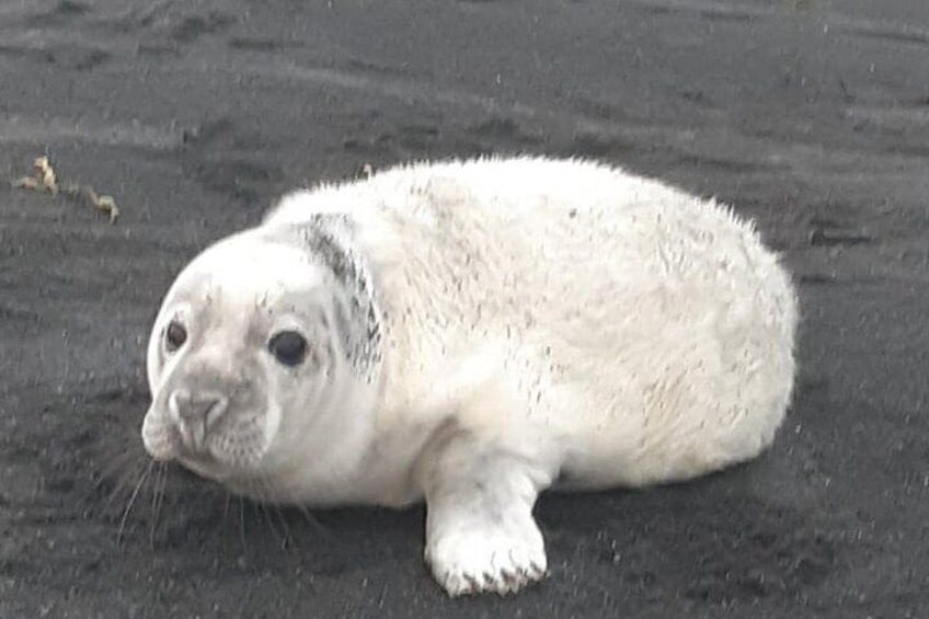 2 hour black sand beach tour 8