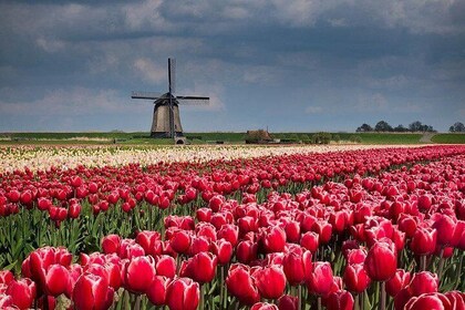 Windmills-Volendam-Giethoorn Private Tour in Jaguar