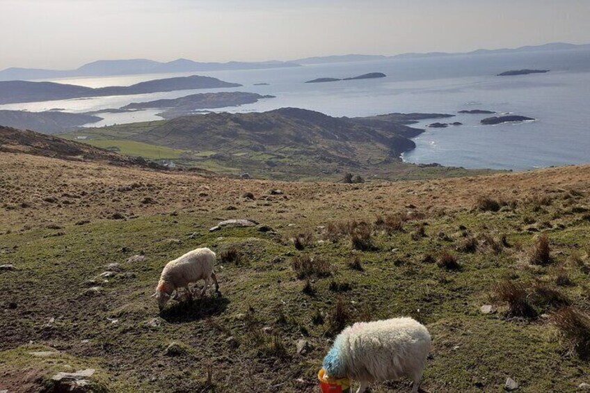 Private Tour of Ring of Kerry