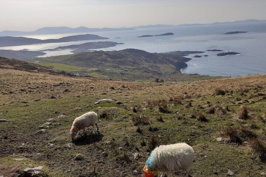 Private Tour of Ring of Kerry