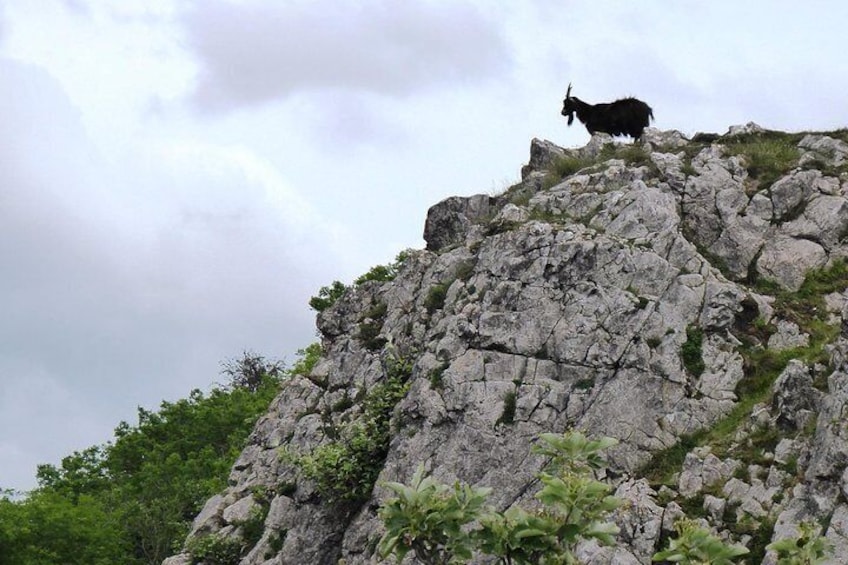 Feral goats get some of the best views in the country!