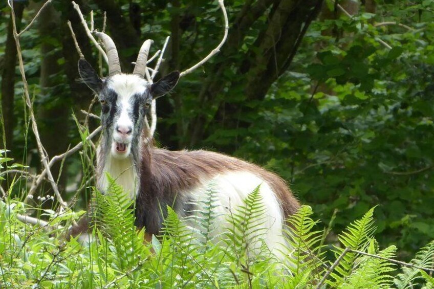 Wild goats and sheep live on the gorge