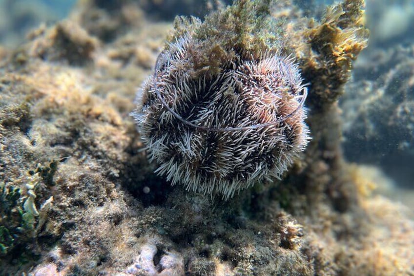 Snorkeling Lesson for Kids and Adults in Fajardo, Puerto Rico