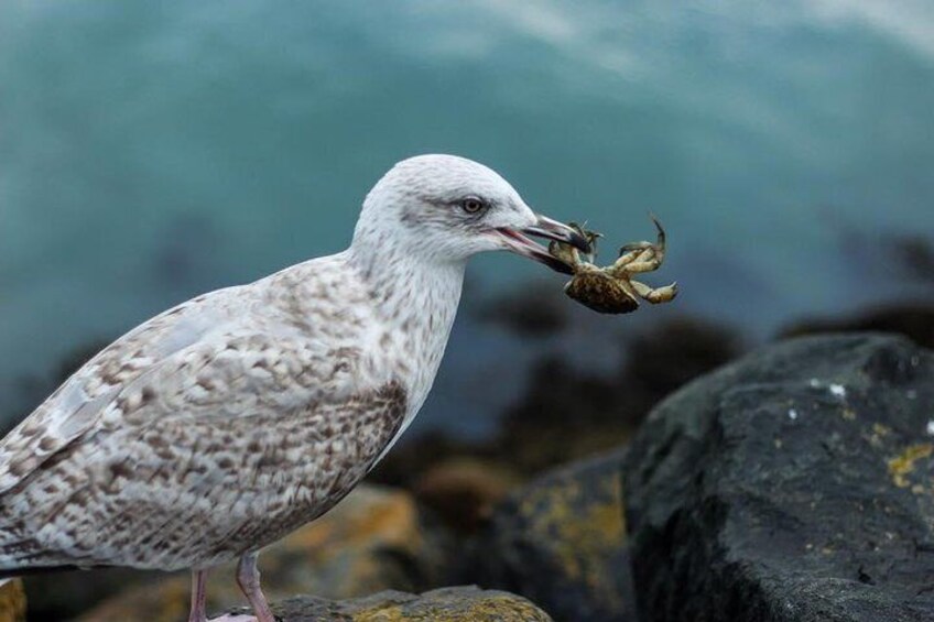 Wide Variety of Seabirds