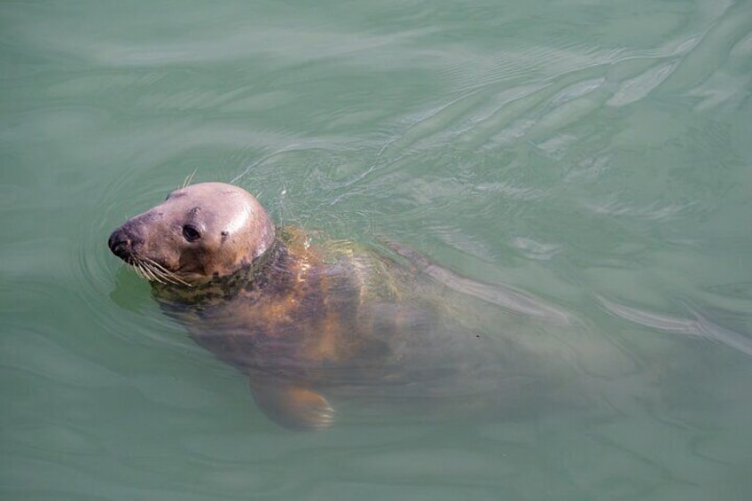 Meet The Local Seals