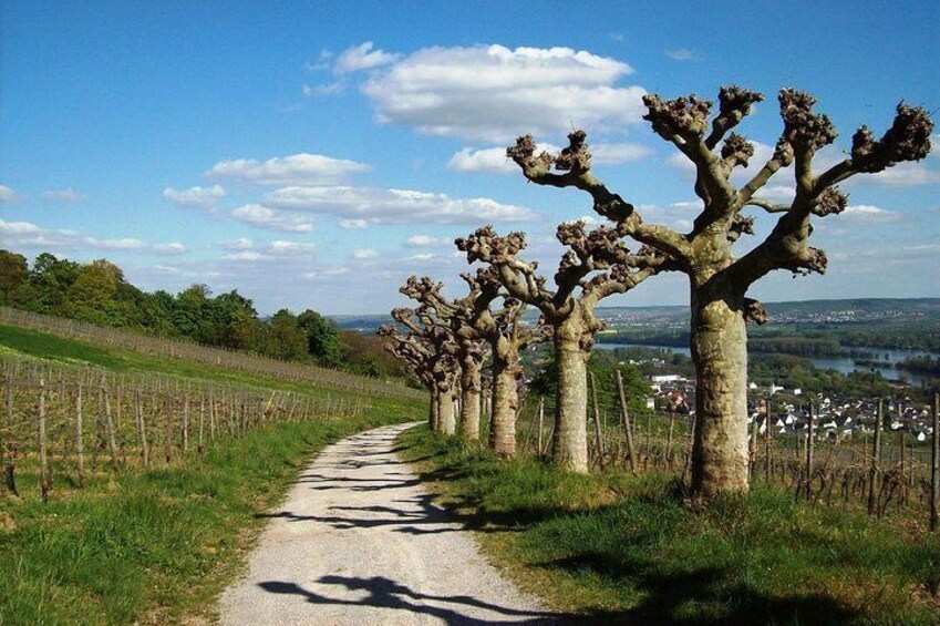 Excursion to Rüdesheim - Half day