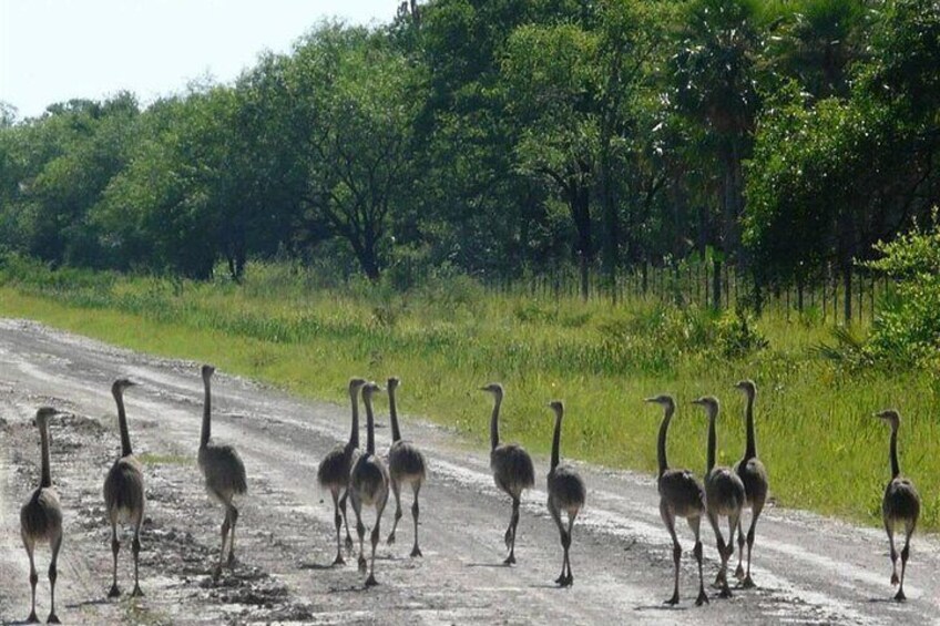 Full-Day Tour to Chaco from Asunción