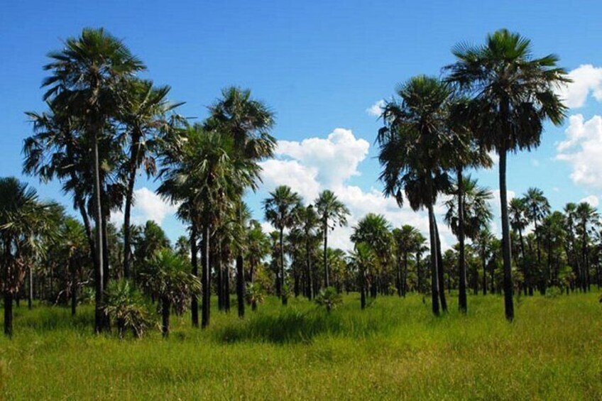 Paraguayan Chaco