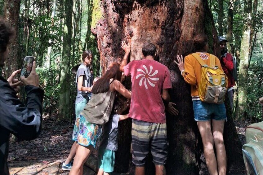 4x4 Tijuca National Park Rio de janeiro 