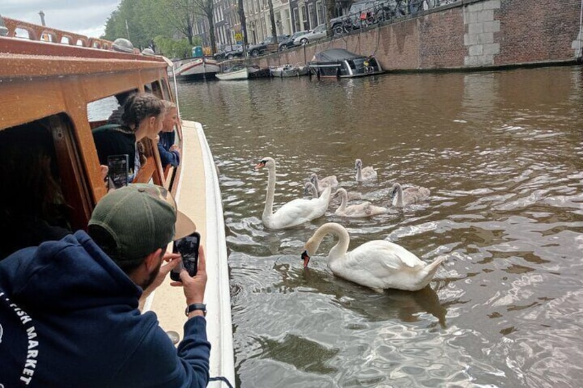 The swans are my true waterfriends