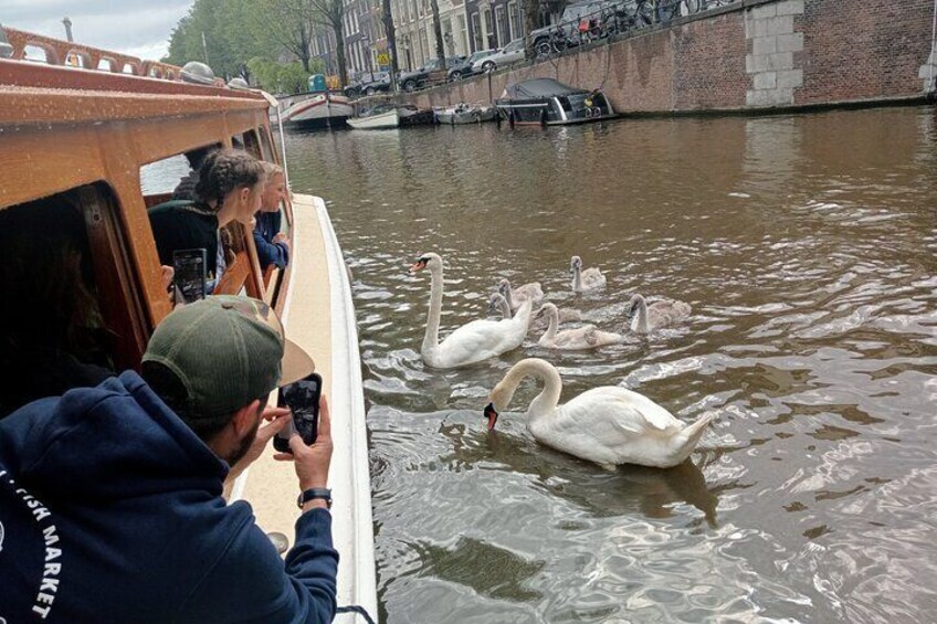 The swans are my true waterfriends
