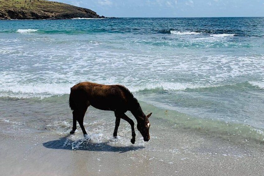 Young foal playing in the water.