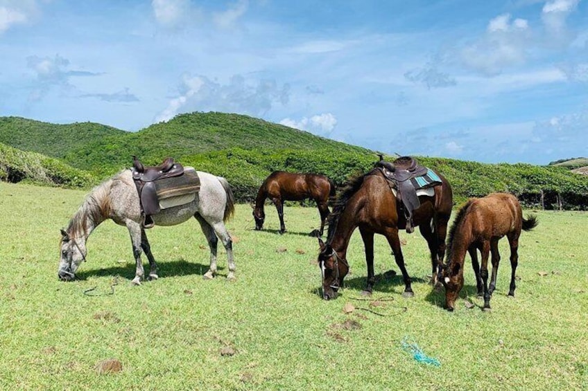 Horses grazing along the trail.