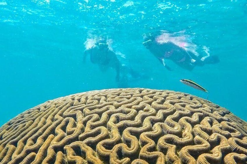 Beautiful Brain Coral