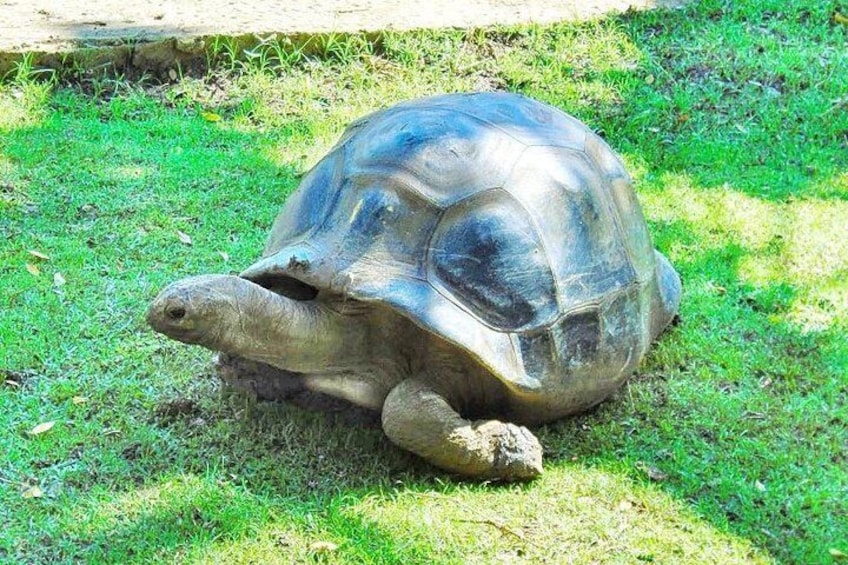 Giant Tortoise