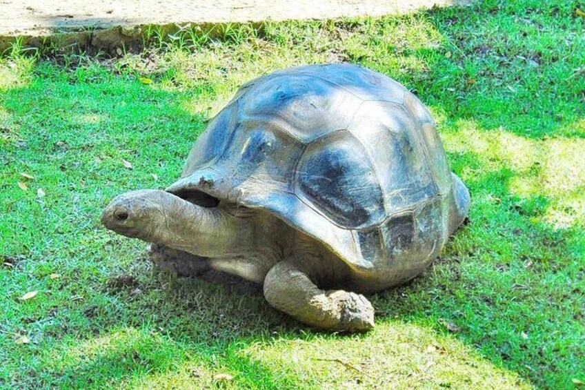 Giant Tortoise