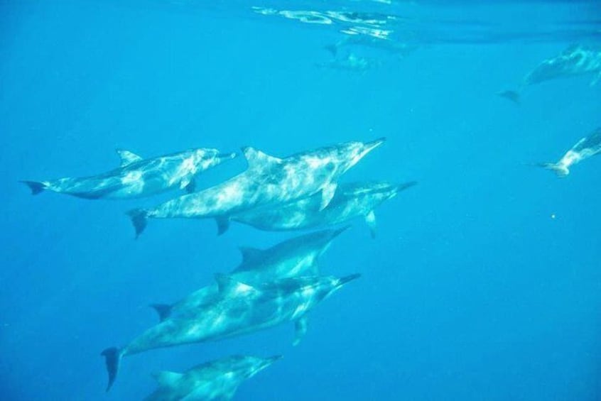 Dolphins in Tamarin Bay