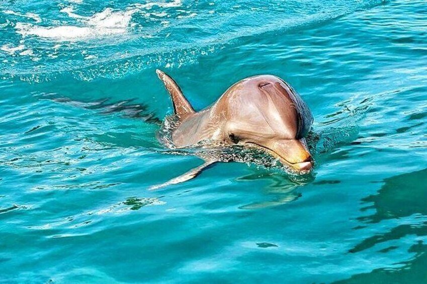 Swimming with Wild Dolphins