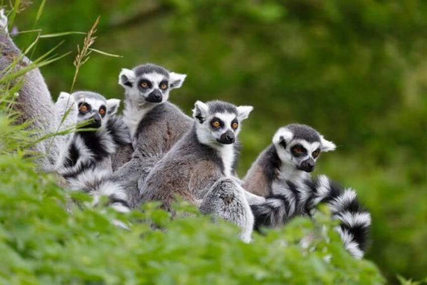 Show item 1 of 4. Lemurs