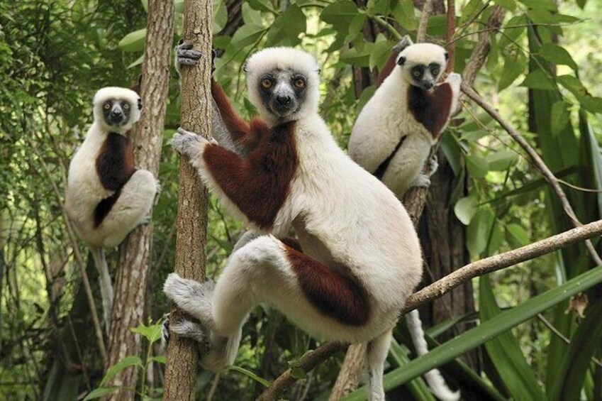 Show item 4 of 4. Close up of lemur in Park