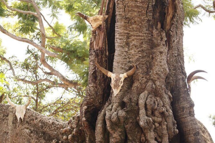 Show item 2 of 4. Sacred tree