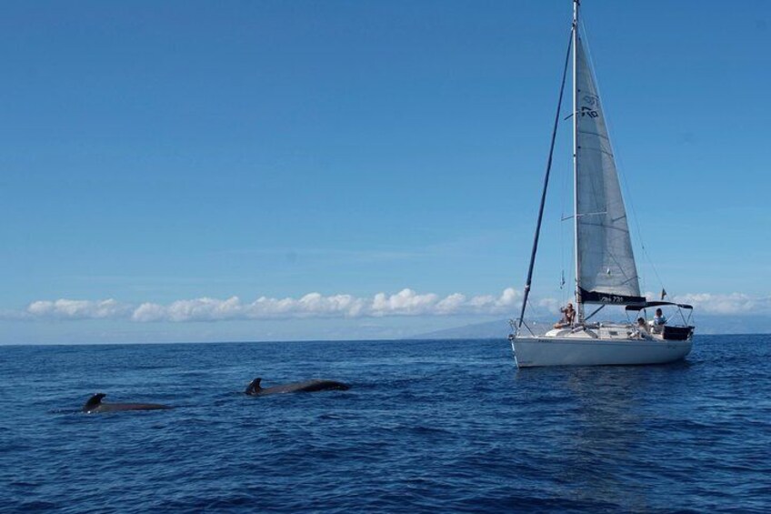 We Get close to the whales and dolphins